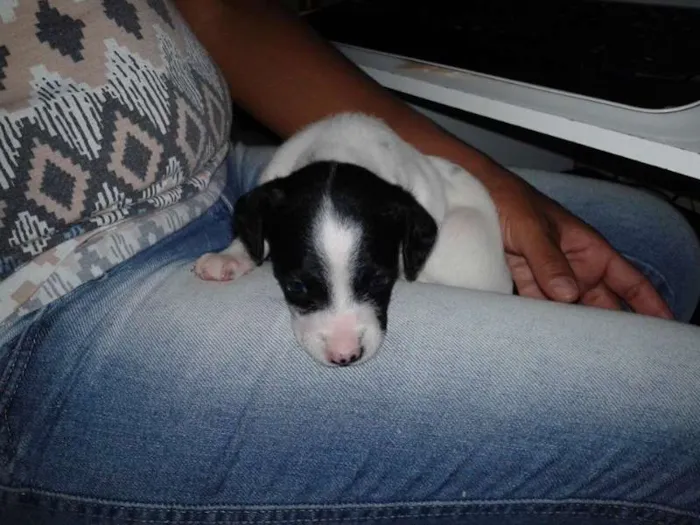 Cachorro ra a  idade Abaixo de 2 meses nome filhote