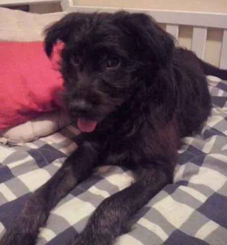 Cachorro ra a SRD idade 2 a 6 meses nome Neguinho