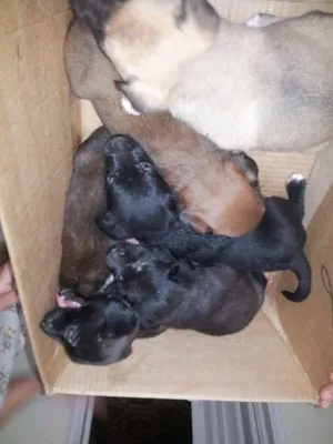 Cachorro raça SRD idade 2 a 6 meses nome Filhotes