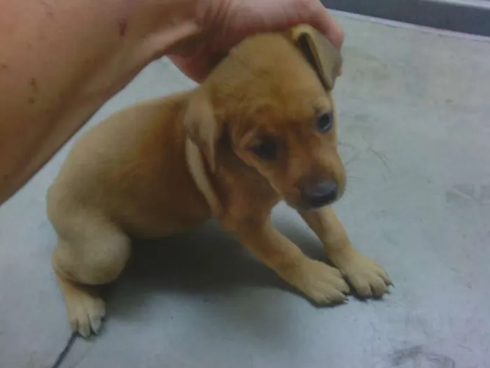 Cachorro ra a Vira-lata idade Abaixo de 2 meses nome Filhotes