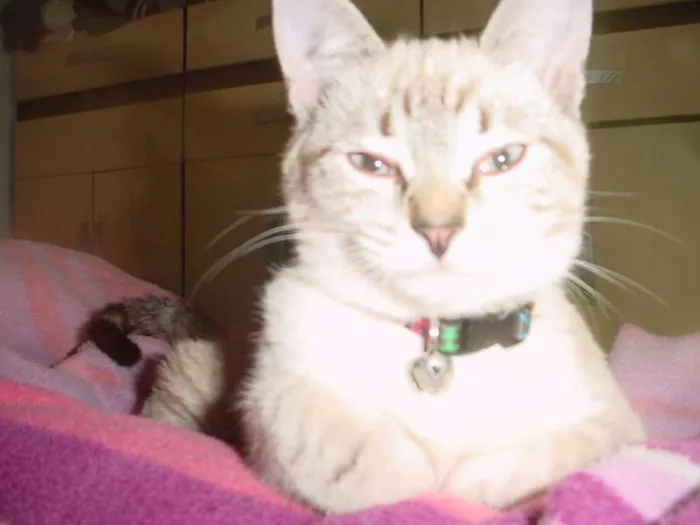 Gato ra a pelo curto idade 2 anos nome Aysha