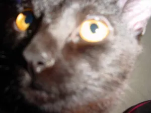 Gato raça pelo curto idade 1 ano nome Pandora