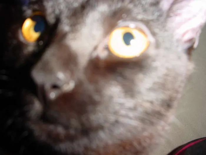 Gato ra a pelo curto idade 1 ano nome Pandora