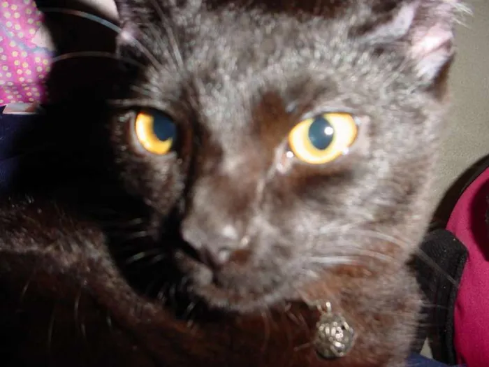 Gato ra a pelo curto idade 1 ano nome Pandora