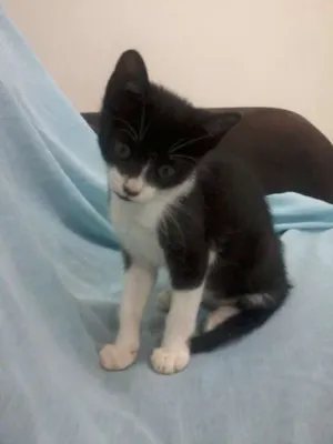 Gato raça  idade 2 a 6 meses nome Frajolinha