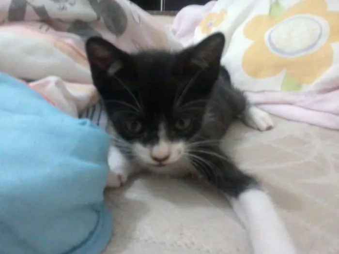 Gato ra a  idade 2 a 6 meses nome Frajolinha