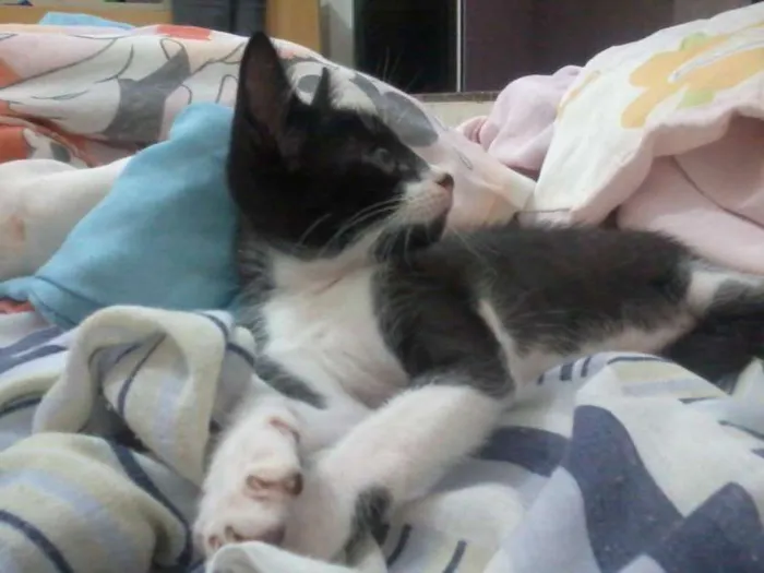 Gato ra a  idade 2 a 6 meses nome Frajolinha