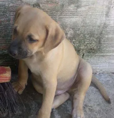 Cachorro ra a SRD idade 2 a 6 meses nome Charlie