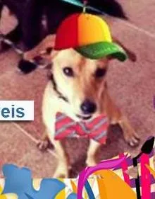 Cachorro ra a SRD idade 1 ano nome Jorge e Matheus