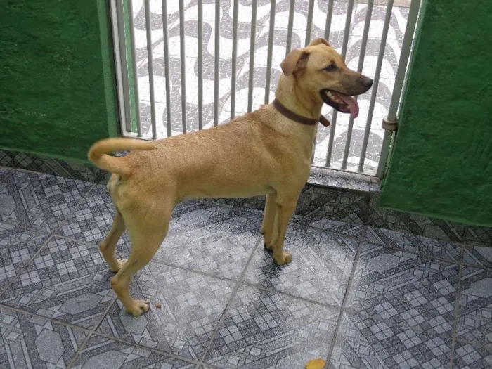 Cachorro ra a Mestiço idade 7 a 11 meses nome Nick