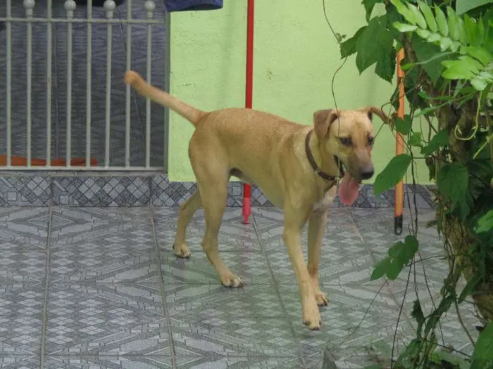 Cachorro ra a Mestiço idade 7 a 11 meses nome Nick