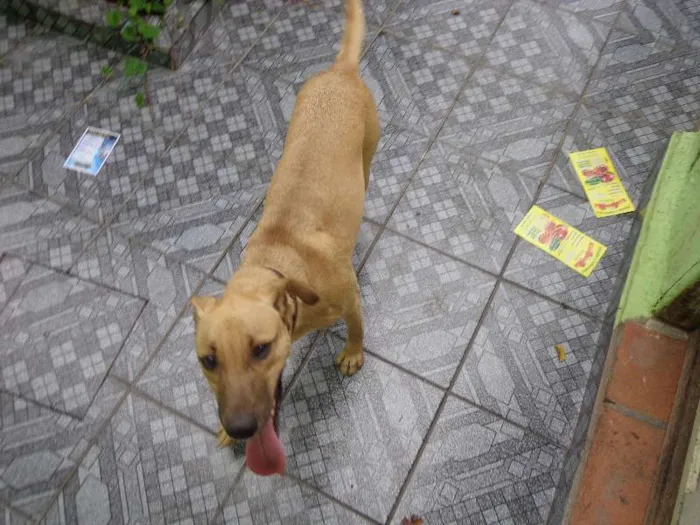 Cachorro ra a Mestiço idade 7 a 11 meses nome Nick