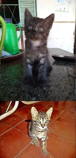 Gato ra a  idade 2 a 6 meses nome Sem nome