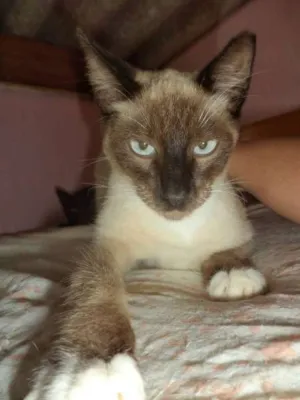 Gato raça Mestiço Siamês idade 2 a 6 meses nome Sucrilhos