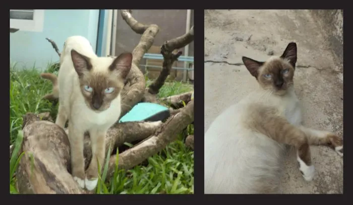 Gato ra a Mestiço Siamês idade 2 a 6 meses nome Sucrilhos