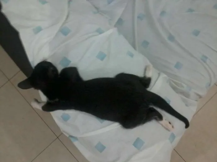 Gato ra a  idade 2 a 6 meses nome Frajolinha