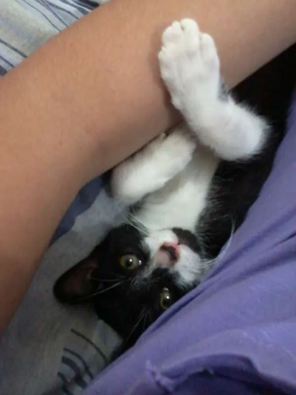 Gato ra a  idade 2 a 6 meses nome Frajolinha