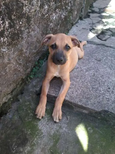 Cachorro ra a SRD idade 2 a 6 meses nome Charlie