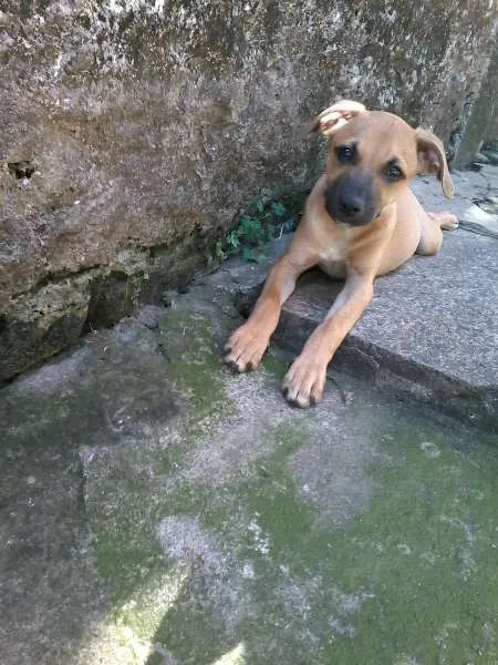 Cachorro ra a SRD idade 2 a 6 meses nome Charlie