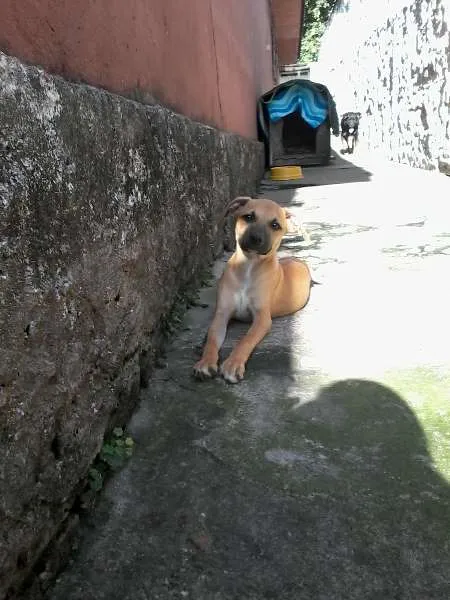 Cachorro ra a SRD idade 2 a 6 meses nome Charlie