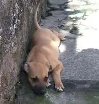 Cachorro ra a SRD idade 2 a 6 meses nome Charlie