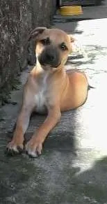 Cachorro ra a SRD idade 2 a 6 meses nome Charlie