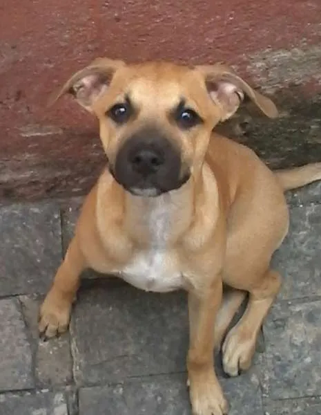 Cachorro ra a SRD idade 2 a 6 meses nome Charlie