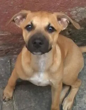 Cachorro raça SRD idade 2 a 6 meses nome Charlie