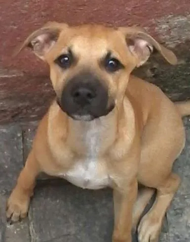 Cachorro ra a SRD idade 2 a 6 meses nome Charlie