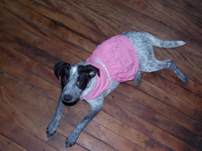 Cachorro ra a SRD idade 2 a 6 meses nome AMORA