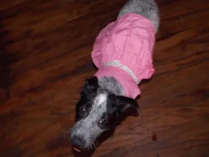 Cachorro raça SRD idade 2 a 6 meses nome AMORA