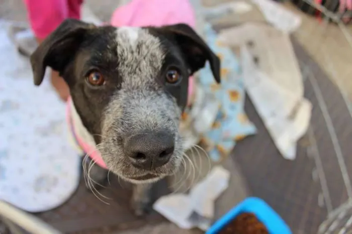 Cachorro ra a SRD idade 2 a 6 meses nome AMORA