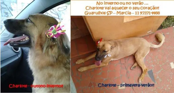Cachorro ra a SRD idade 3 anos nome Charlote
