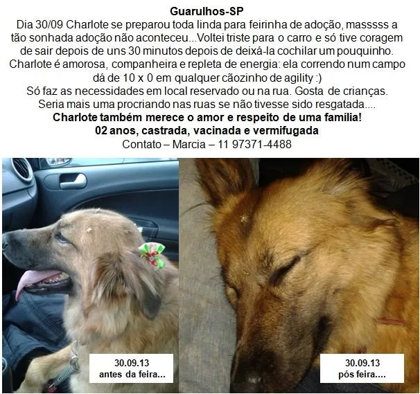 Cachorro ra a SRD idade 3 anos nome Charlote