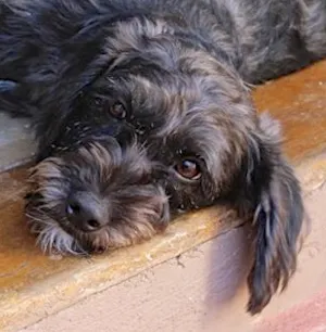 Cachorro raça SRD idade 1 ano nome HEITOR