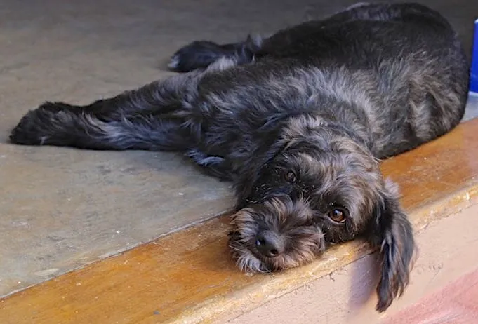 Cachorro ra a SRD idade 1 ano nome HEITOR