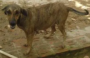 Cachorro ra a vira lata idade 3 anos nome futuros filhotes da