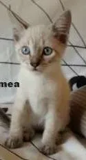 Gato raça  idade Abaixo de 2 meses nome Gatos
