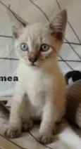 Gatos