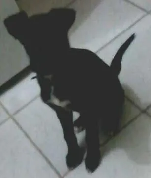 Cachorro ra a Vira Lata idade 2 a 6 meses nome Apollo