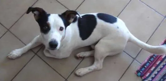 Cachorro ra a SRD idade 3 anos nome Duan