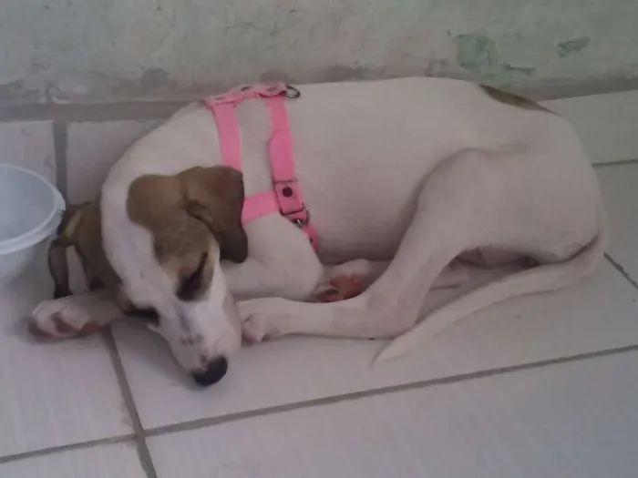Cachorro raça Vira-Lata idade 2 a 6 meses nome Nina