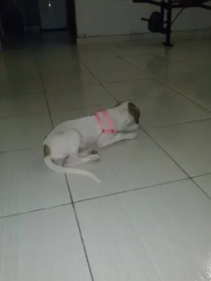 Cachorro raça Vira-Lata idade 2 a 6 meses nome Nina