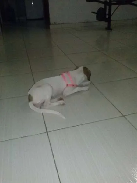 Cachorro raça Vira-Lata idade 2 a 6 meses nome Nina