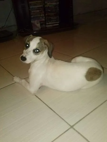 Cachorro raça Vira-Lata idade 2 a 6 meses nome Nina