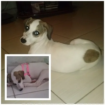 Cachorro raça Vira-Lata idade 2 a 6 meses nome Nina