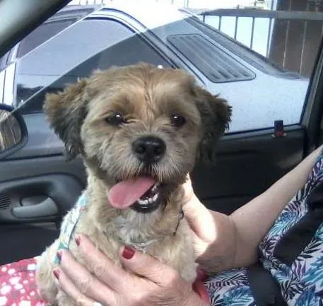 Cachorro ra a Lhasa Apso idade 7 a 11 meses nome Sebastian