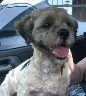 Cachorro raça Lhasa Apso idade 7 a 11 meses nome Sebastian