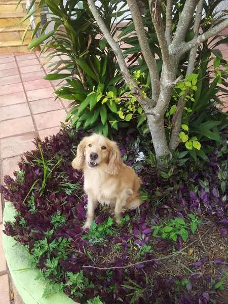 Cachorro ra a SRD idade 1 ano nome Japa