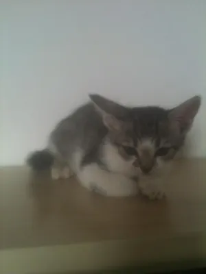 Gato raça srd idade Abaixo de 2 meses nome Adote